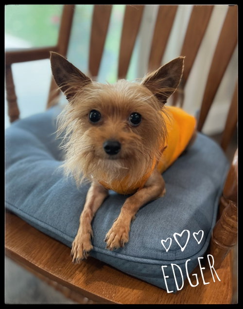 Edgar, a dog for adoption from Yorkie911 Rescue, Inc.