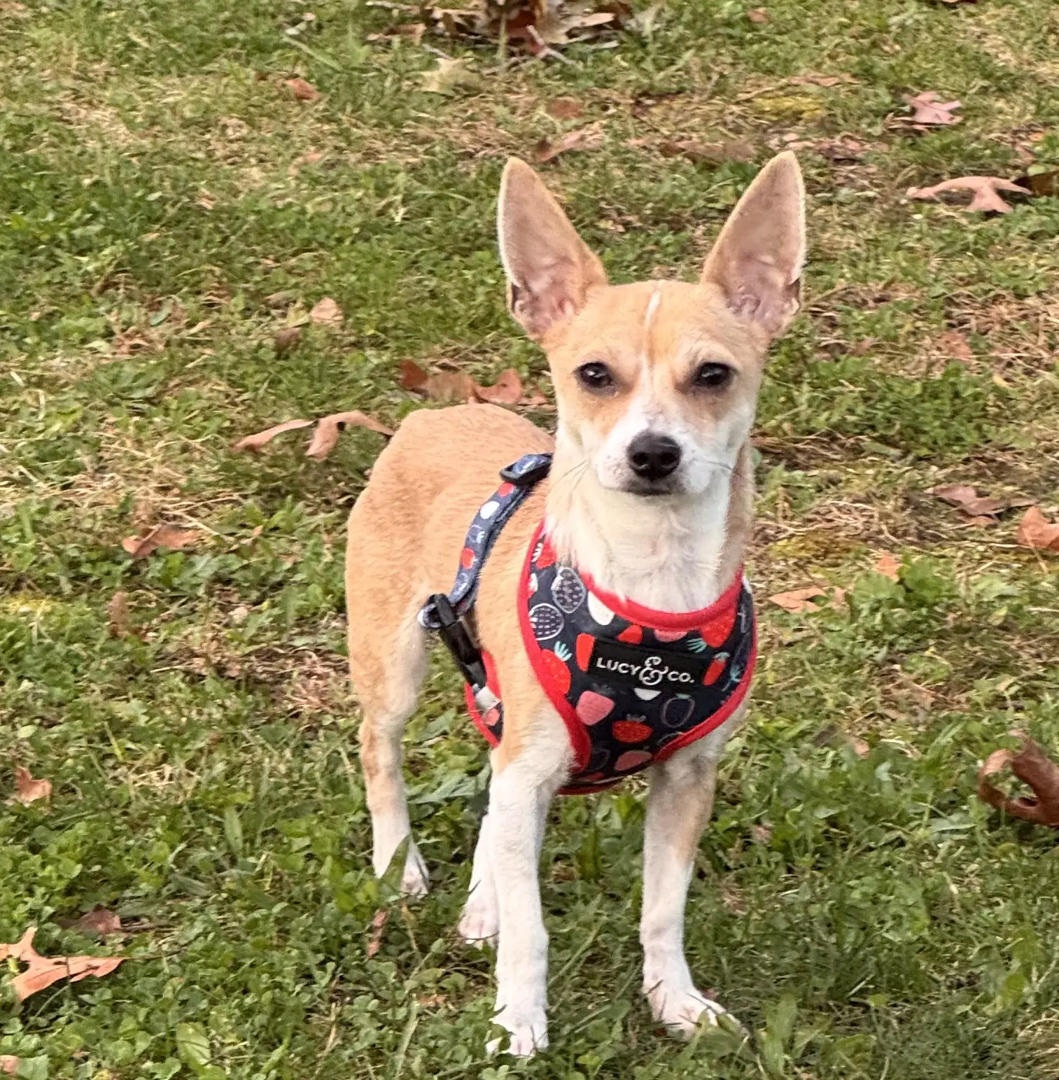 Faith - Chihuahua