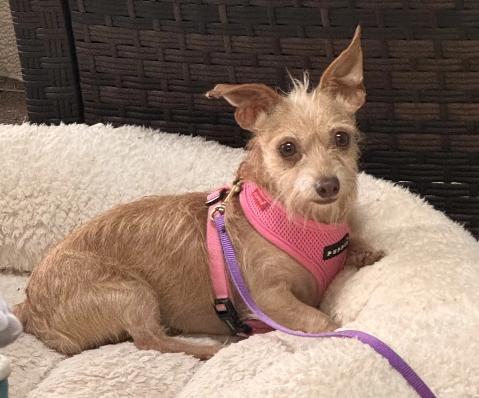 Val - Dachshund