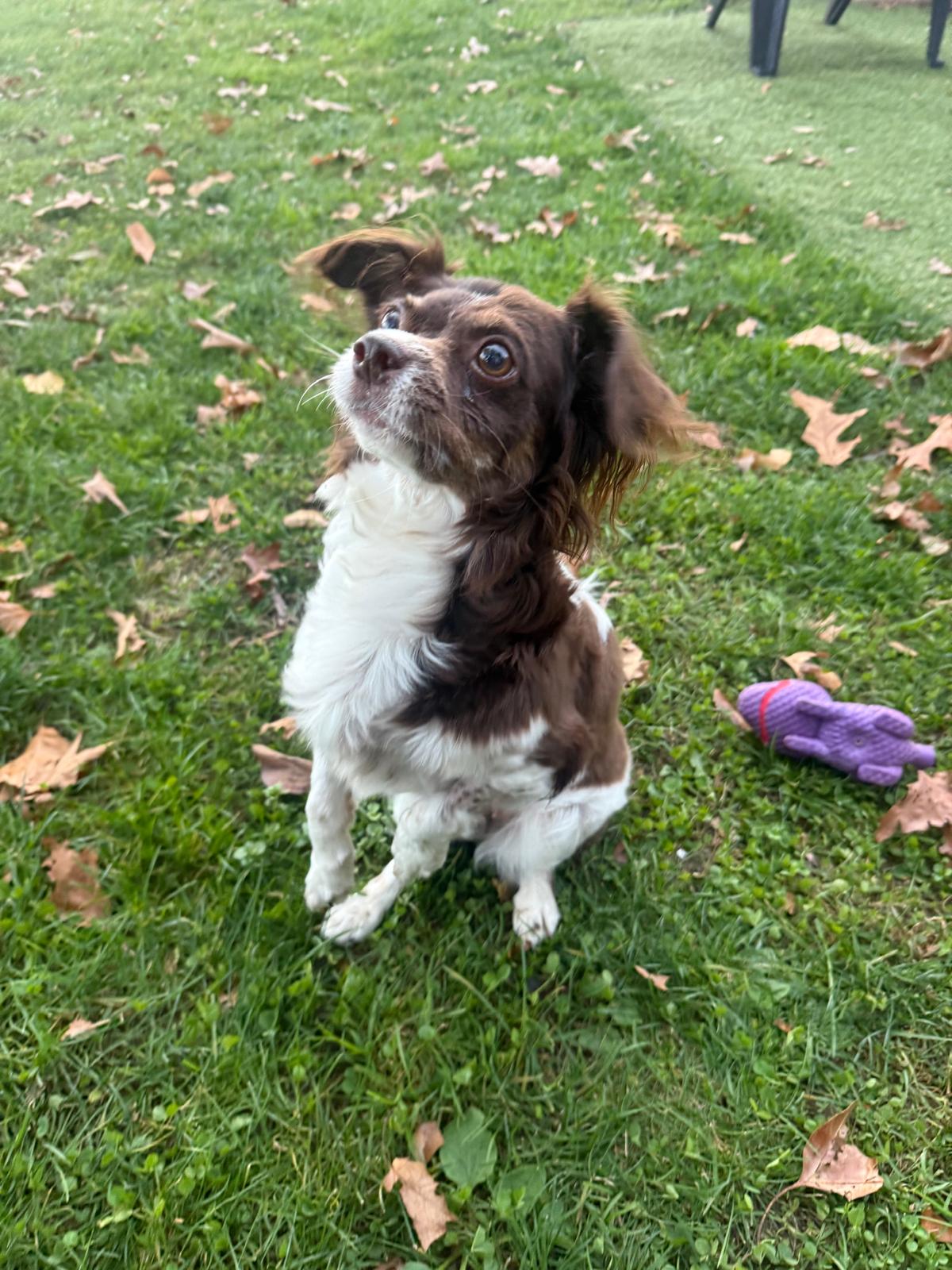 Sindy, photo 3
