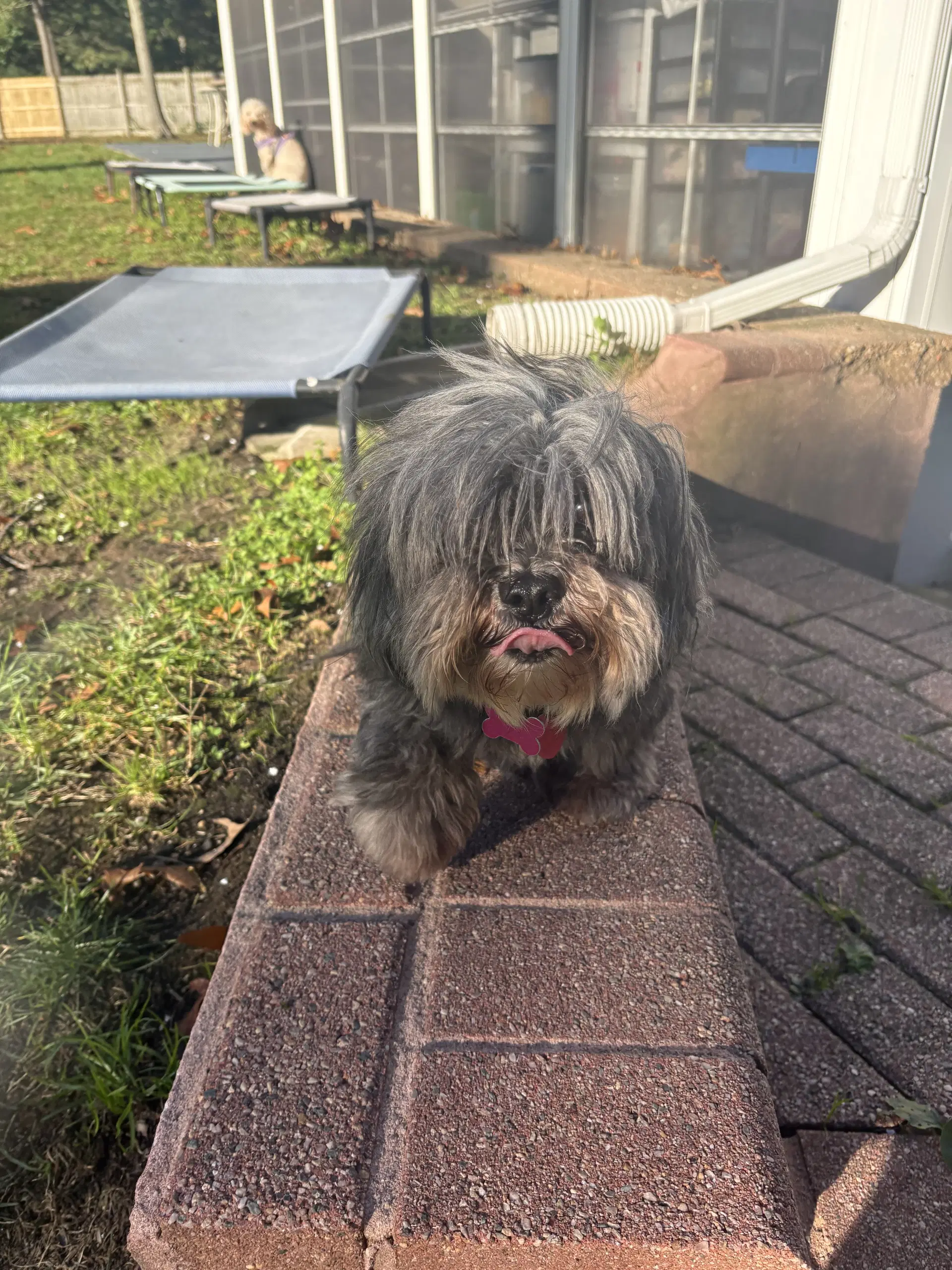 Bella - Shih Tzu