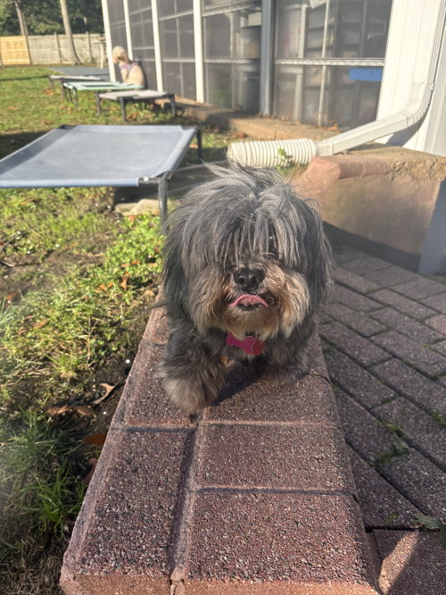 Bella, Shih Tzu / Mixed (short coat)