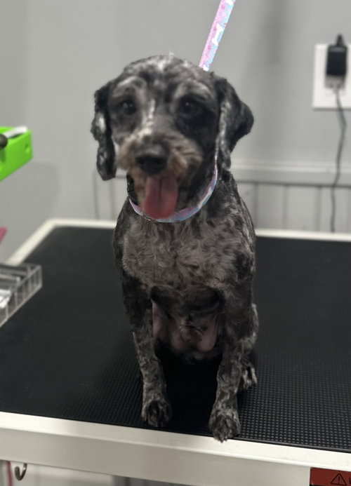 Scoobie, Shih Tzu / Poodle (Miniature) / Mixed (short coat)