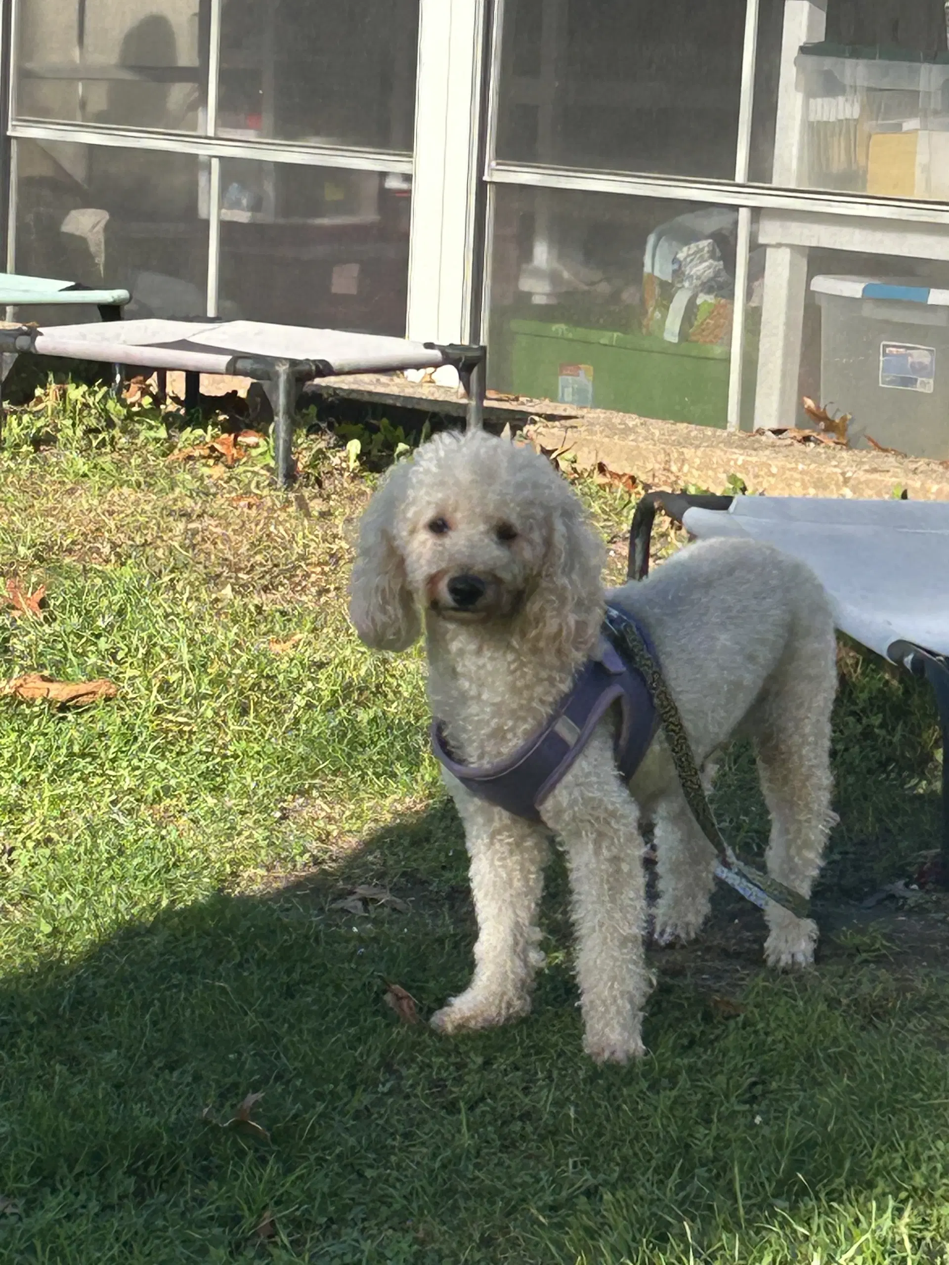 Loona - Poodle (Miniature)