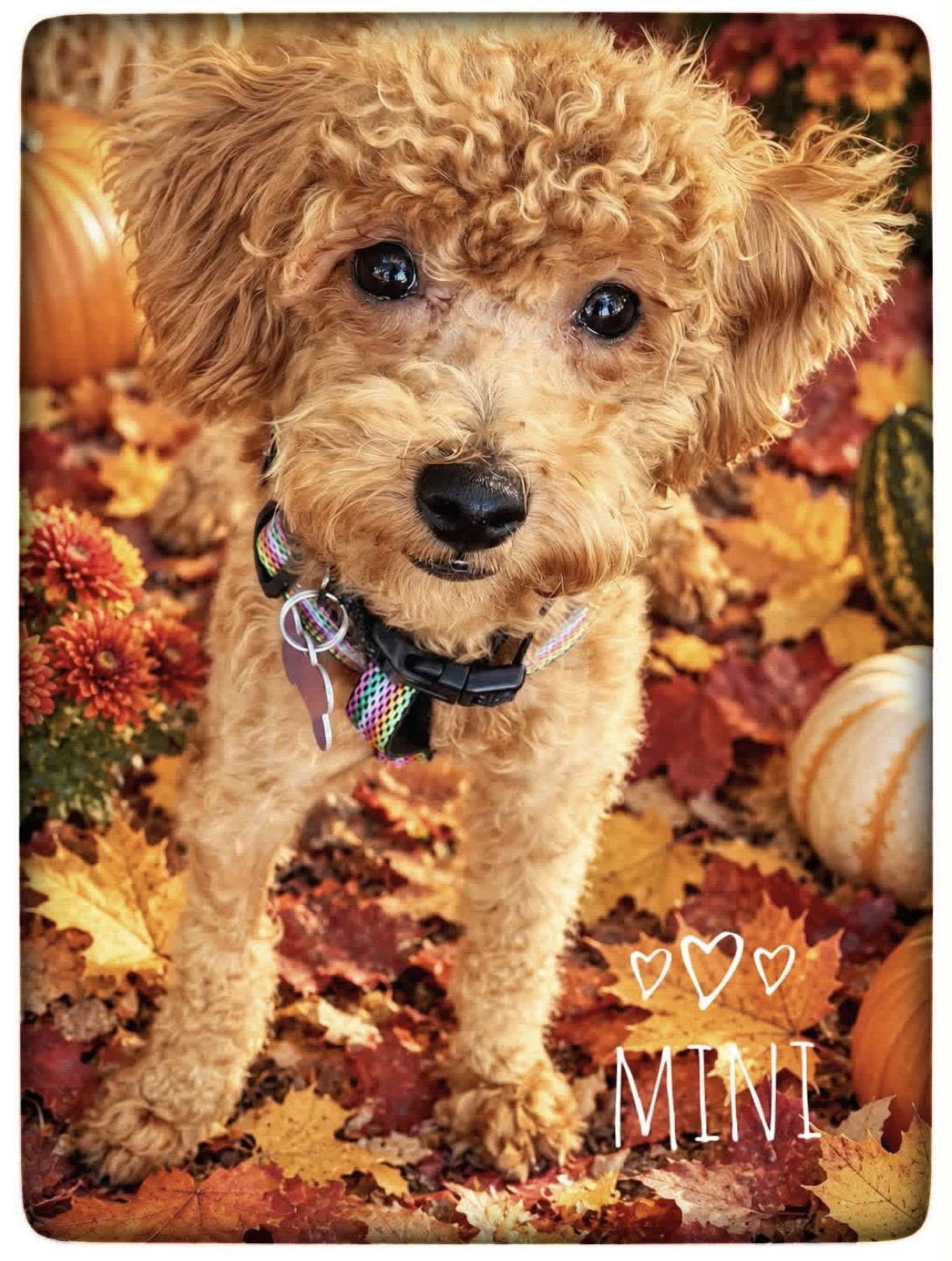 Minnie, photo 2