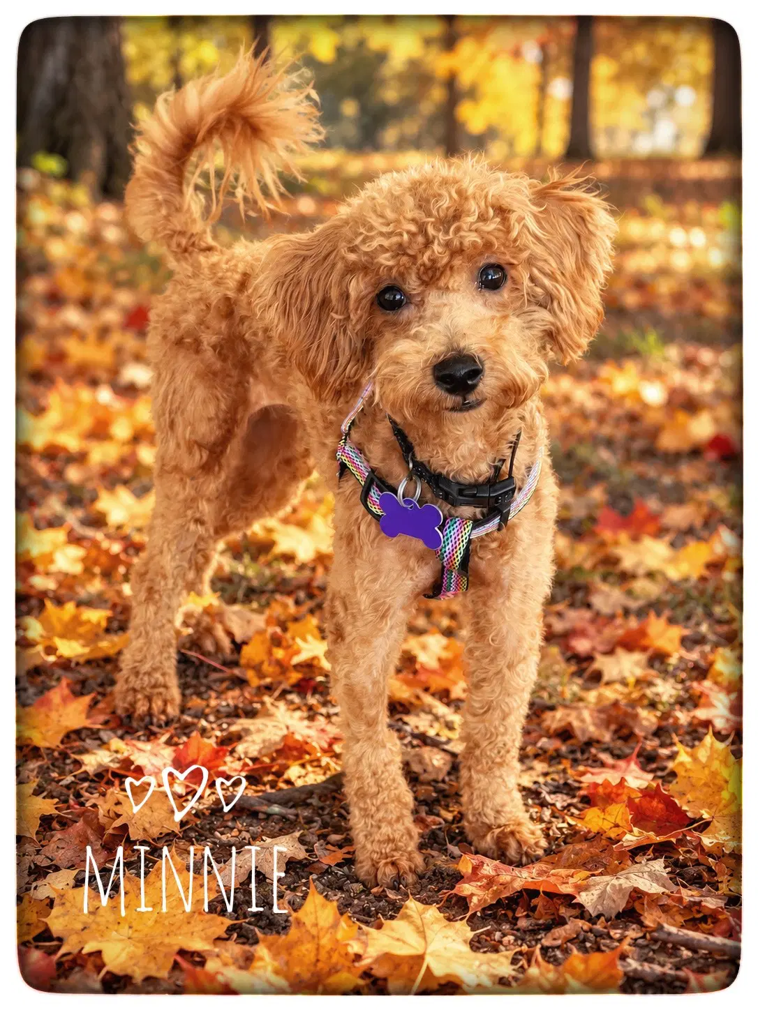 Minnie - Poodle (unknown type)