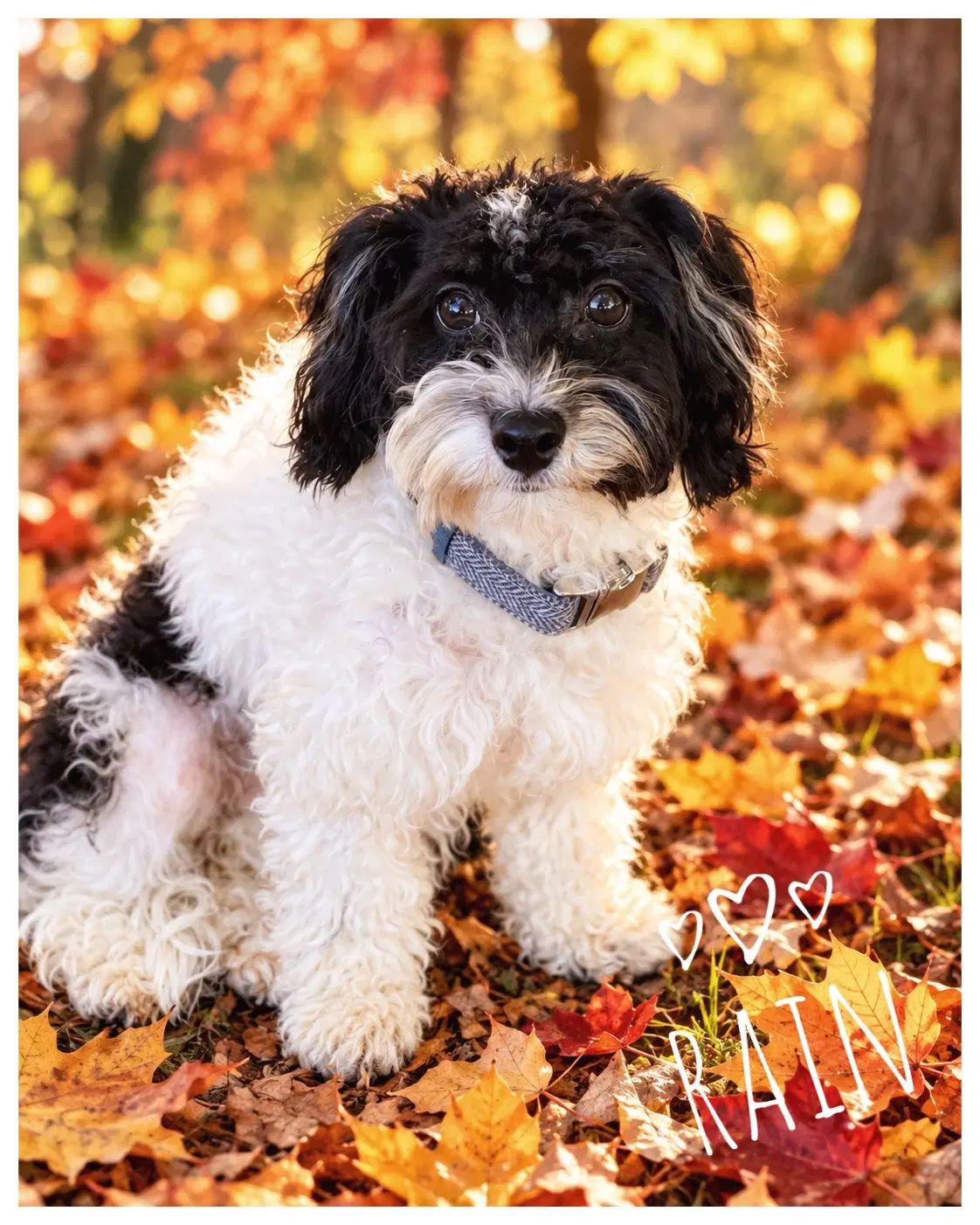 Rain - Shih Tzu