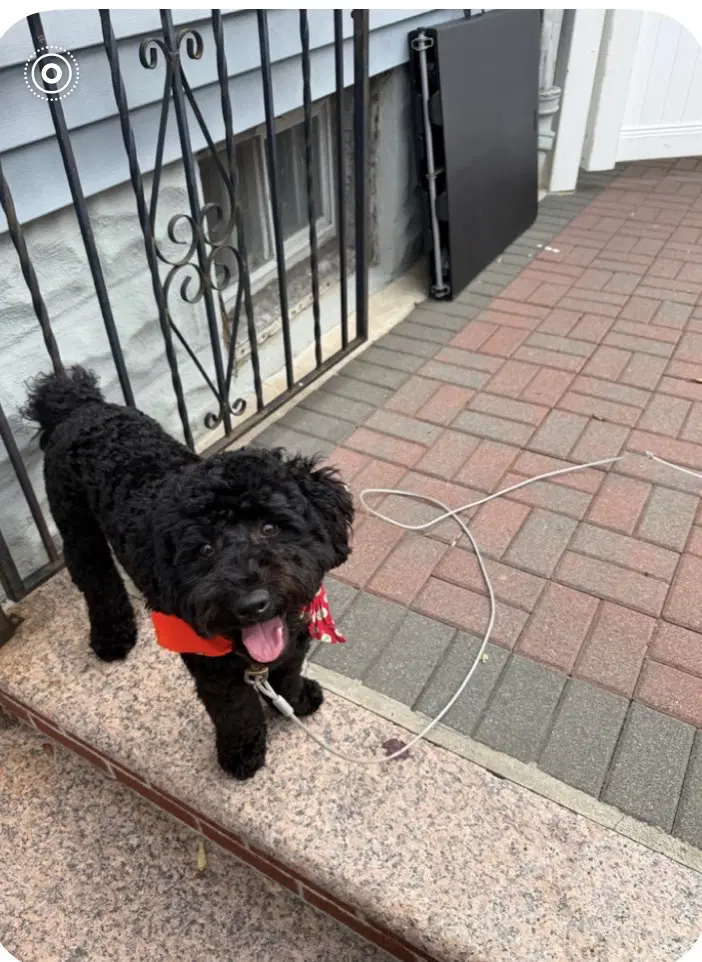 Sammy image 1
