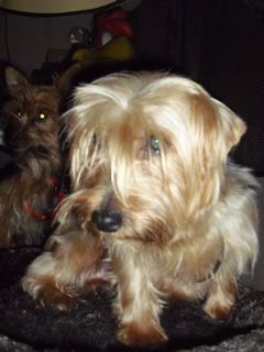 Sweetie Pie Ella