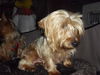 Sweetie Pie Ella