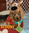 Scooby