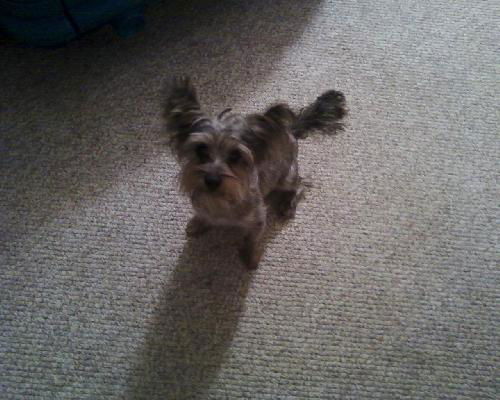 Tunumi (now Teddy)
