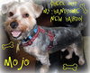 Mojo