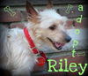 Riley