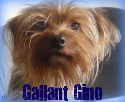 Gino