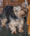 Buddy