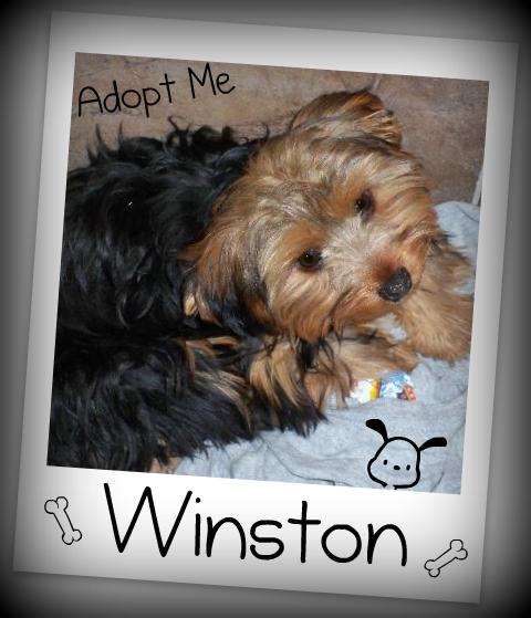 Winston