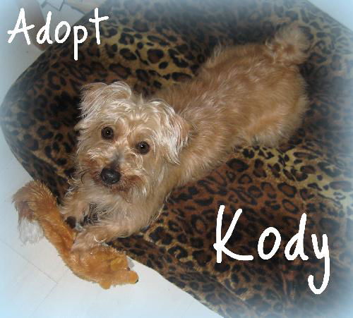 Kody