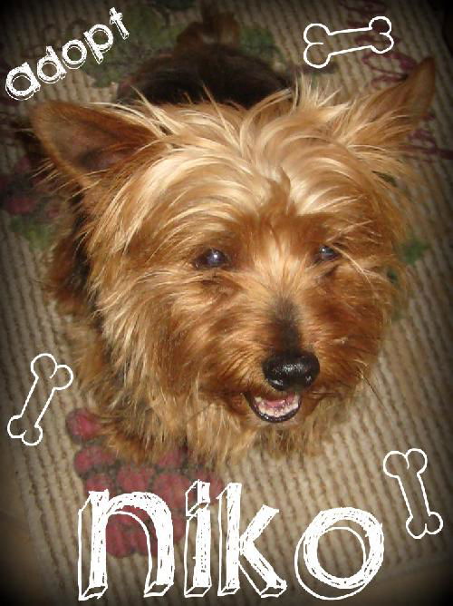 Niko