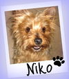 Niko