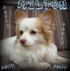Milton