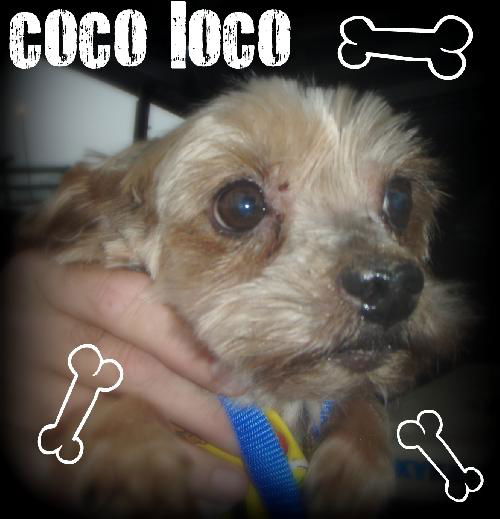 Coco Loco