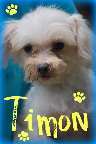 Timon