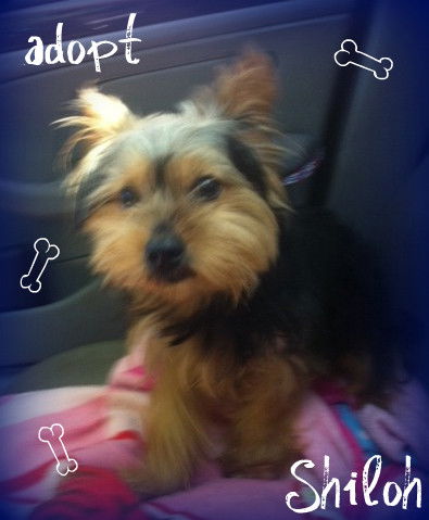 Shiloh