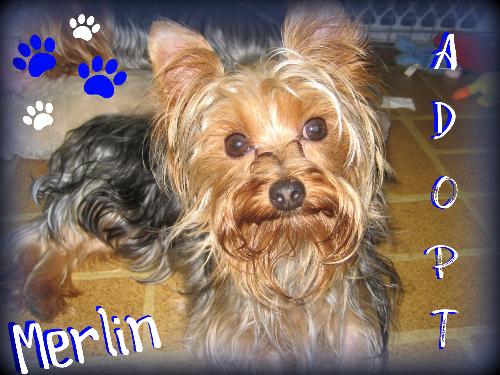 Merlin