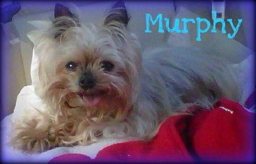 Murphy
