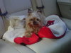 Murphy