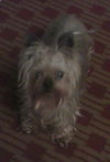 Murphy