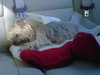 Murphy