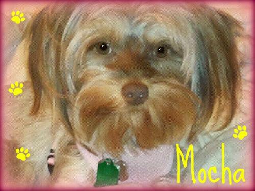 Mocha