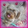 Mocha