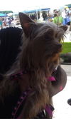 Tootsie