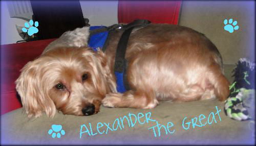 Alexander the Great! (aka Alex)