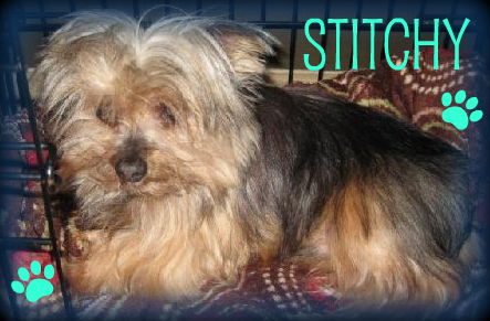 Stitchy