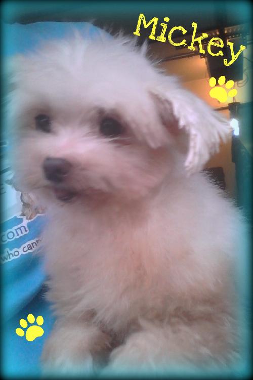 Mickey
