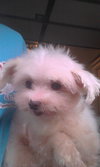 Mickey