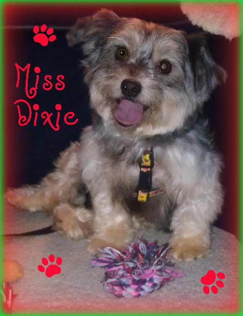Miss Dixie
