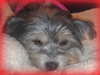 Miss Dixie