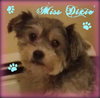 Miss Dixie