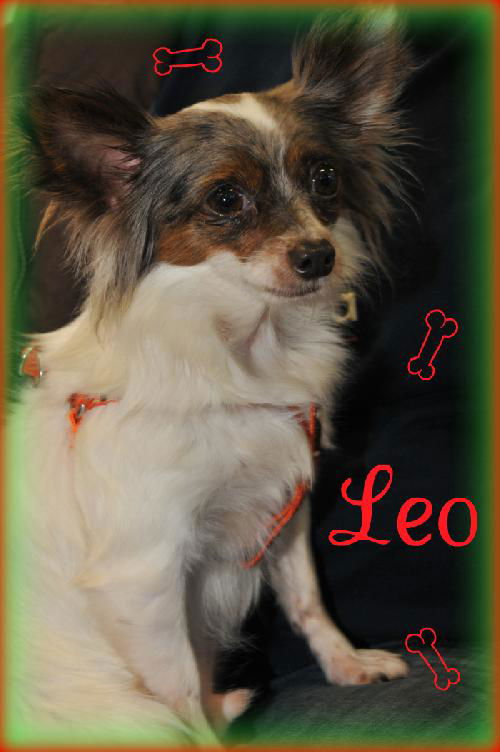 Leo