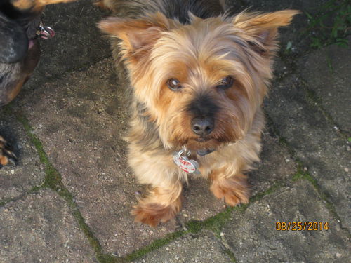 Gidget