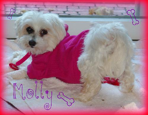 Molly