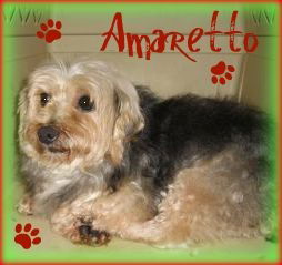 Amaretto