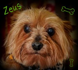 Zeus