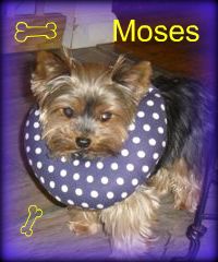 Moses