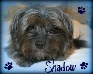 Shadow